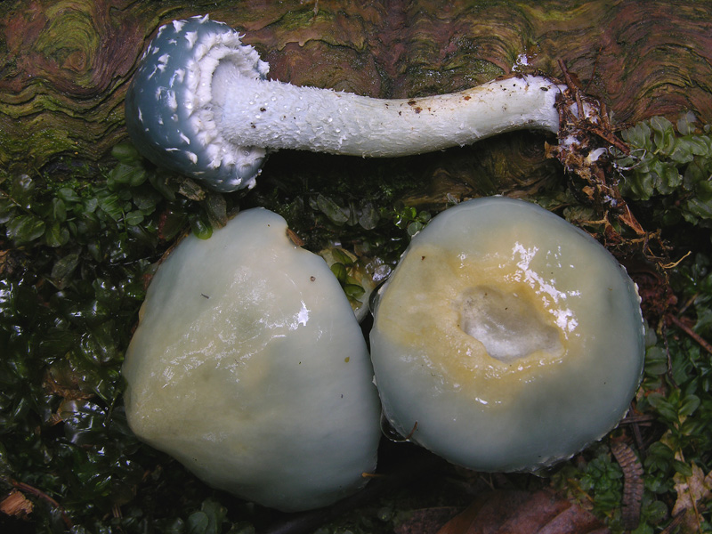 Stropharia aeruginosa